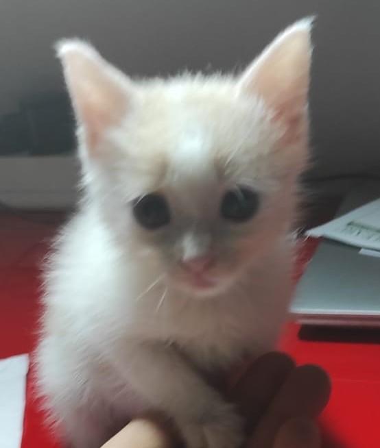 Angy È Uno Splendore Di Micia